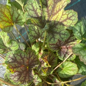 Heuchera ´ELECTRA´, kont. C1L